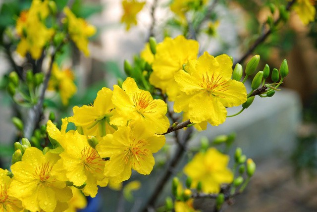 Hoa mai tượng trưng cho sự may mắn