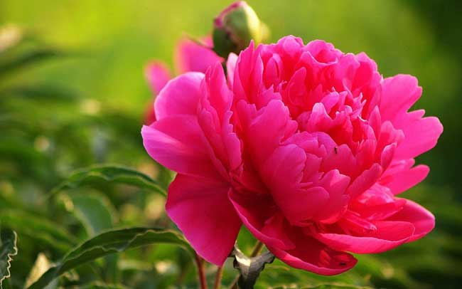 Brightly beautiful peonies