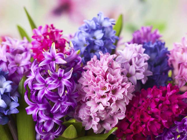 Hoa dạ lan hương lời xin lỗi nồng nàn