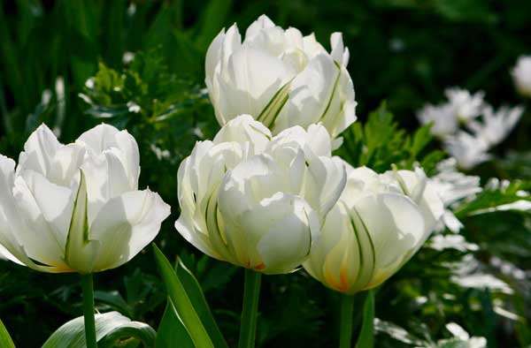 Hình ảnh hoa tulip trắng