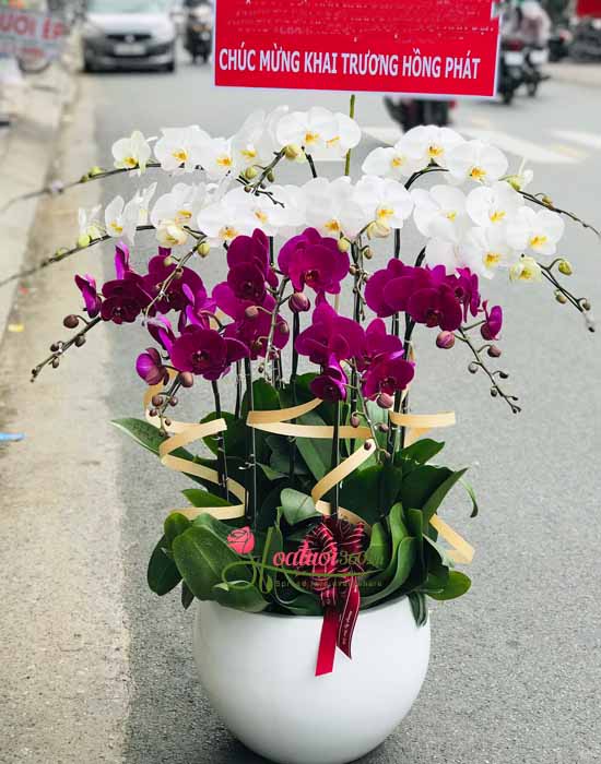 Phalaenopsis orchid pot - Luxury