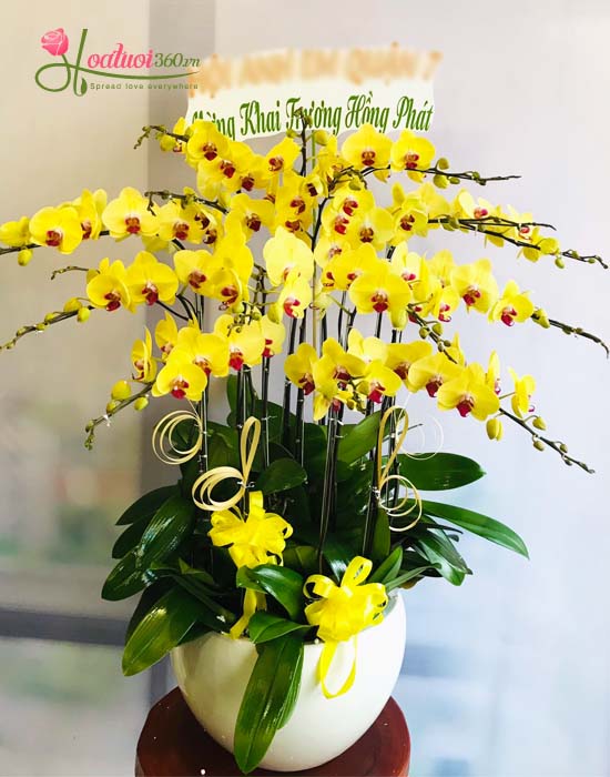 Yellow phalaenopsis orchid pot - Opening celebration