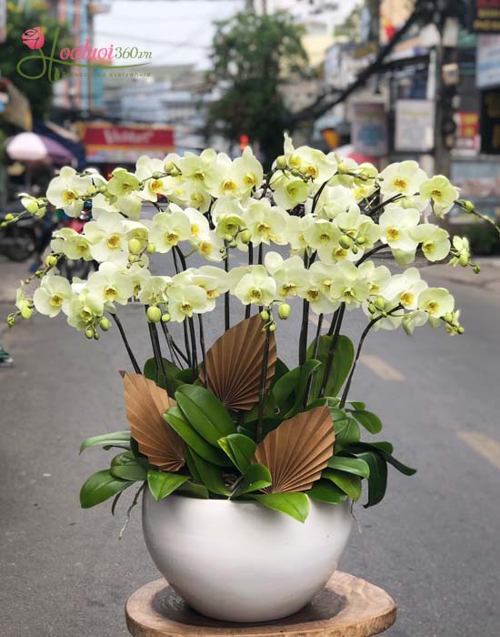 Beautiful avocado green phalaenopsis