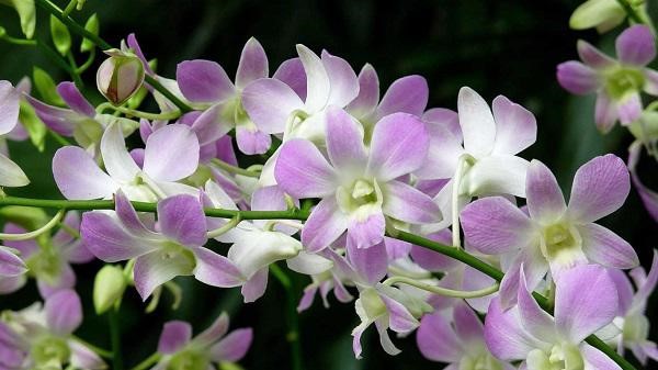 Loại hoa lan phi điệp tím đẹp tuyệt vời