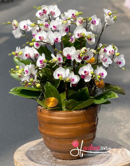 Mini phalaenopsis orchid pot - My angle