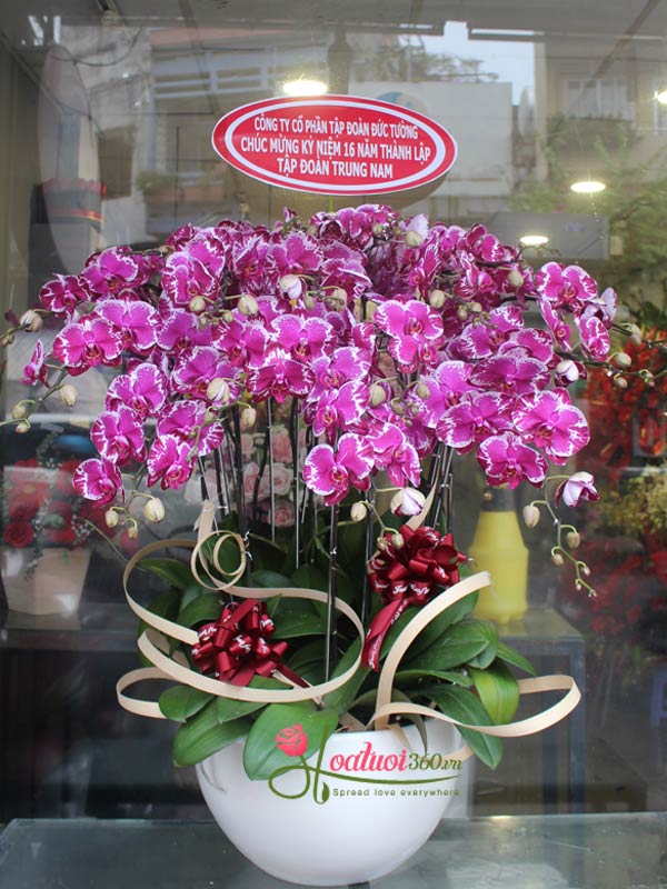 Lan hồ điệp tím chúc mừng tuyệt đẹp tại shop hoa tươi tân bình