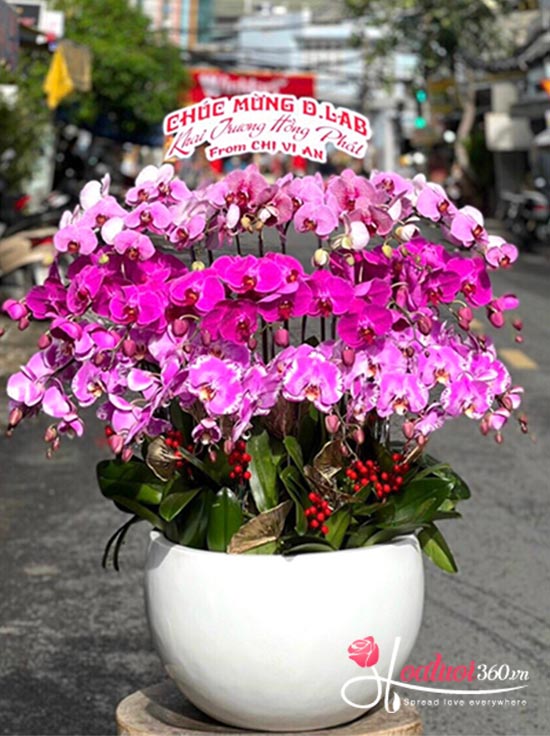 Phalaenopsis orchid pot - Flourishes