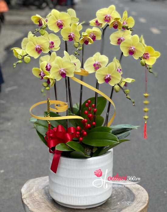 Yellow phalaenopsis orchid pot - Passionate