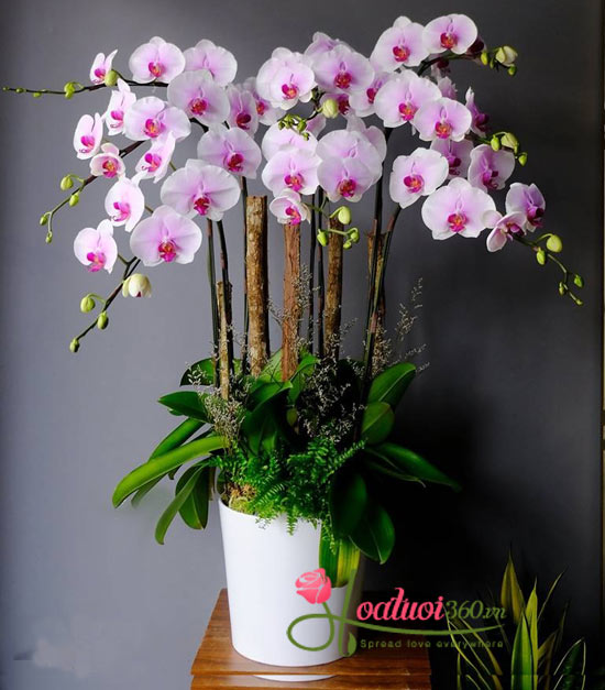 Chậu lan hồ điệp tím nhạt dành trưng ngày tết 