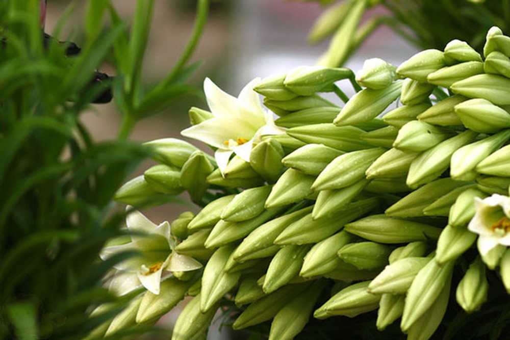 Liliums open their buds in the early morning with gentle beauty