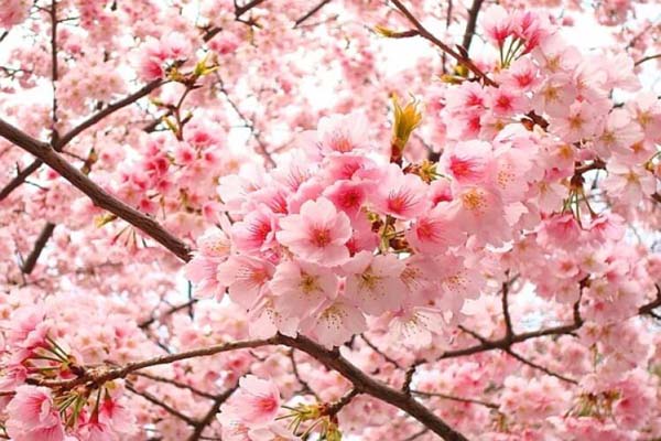 Những cánh hoa anh đào nở rộ vào mùa xuân