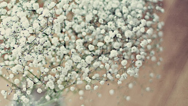 Baby flowers belong to a beautiful little shrub