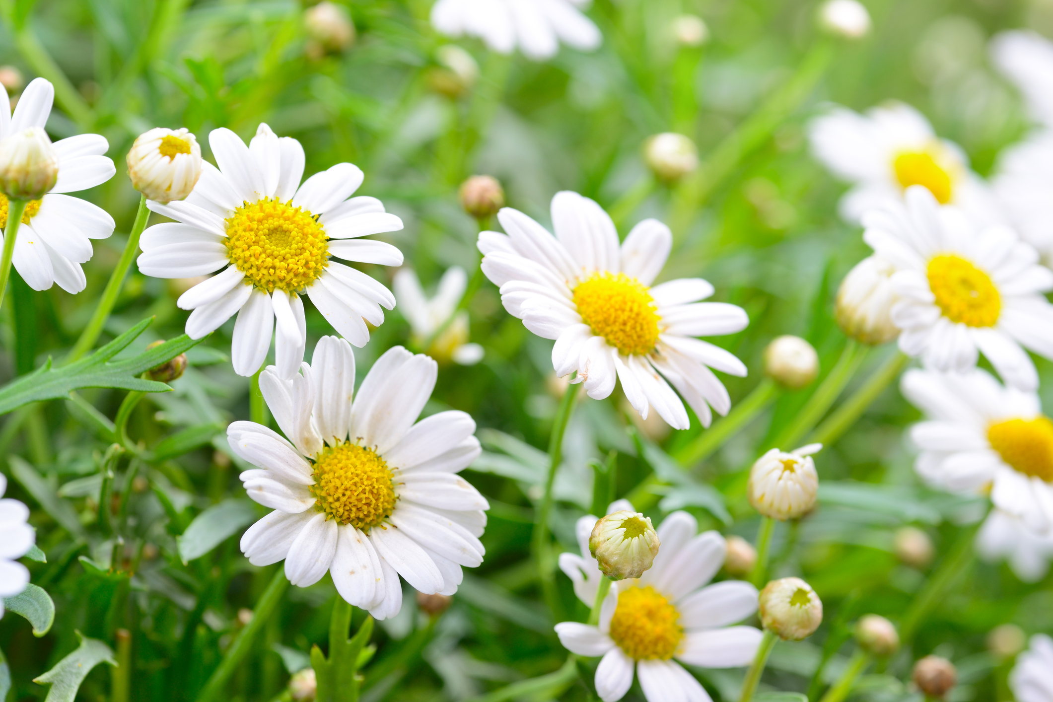 Characteristics of chrysanthemums