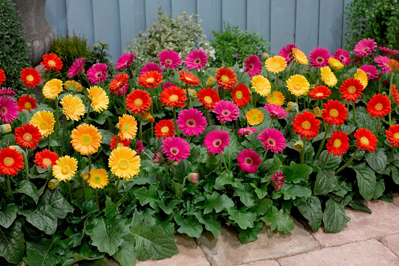 Colorful gerbera petals