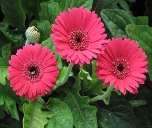 Gerbera has a mysterious beauty