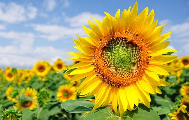 The legend of sunflowers associated with love