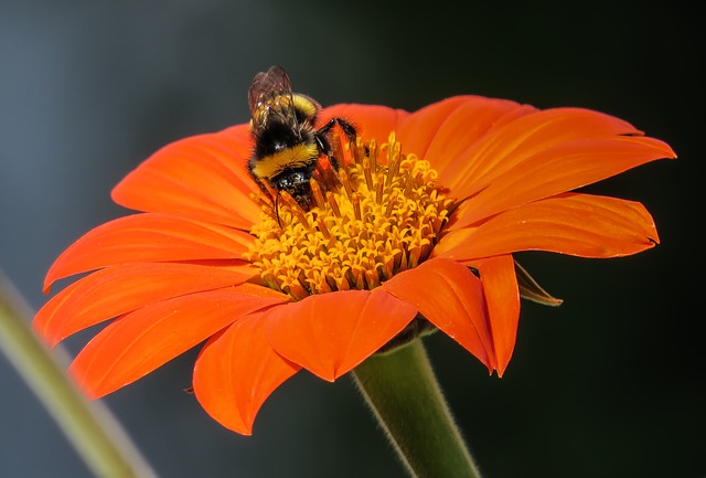 The meaning of the gerbera flower