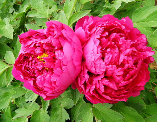 Bright red peony