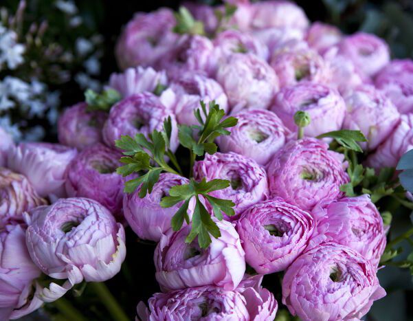 Extremely luxurious purple peony