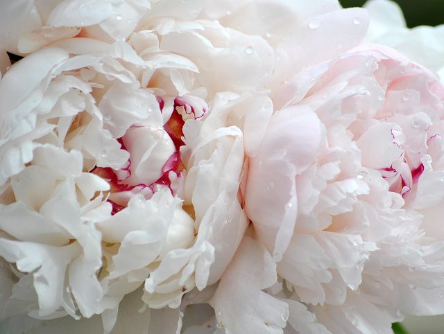 Pure and luxurious white peony