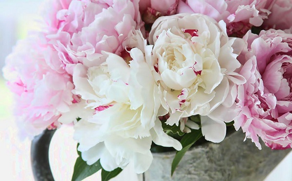 The white peony symbolizes luxury and nobility