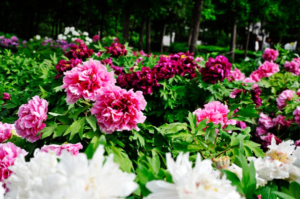 The most beautiful peony garden